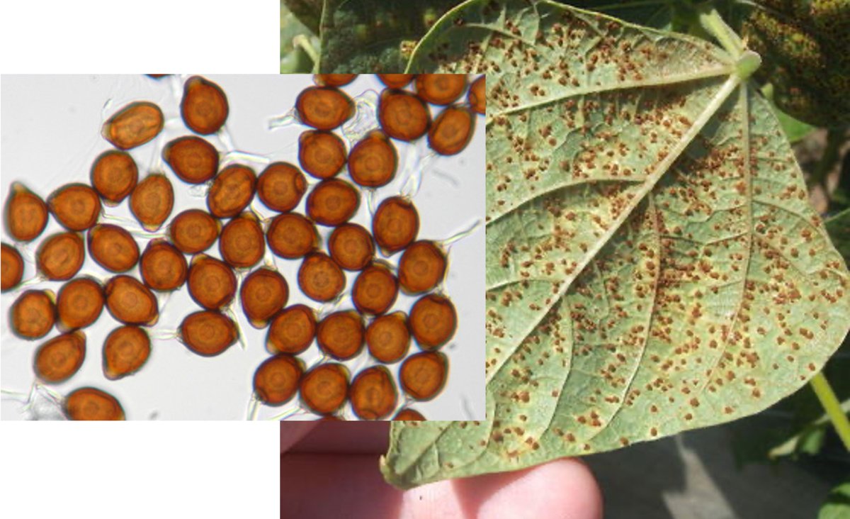 📢We are hiring📢
We are expanding our research on rusts, from cereals #rust to bean rust. Join our <a href="/niabgroup/">Niab</a> Pathology team to work on this growing problem of dry #beans (#Phaseolus sp.) in Africa. Please RT!
🔗Apply here niab.com/niab_job_info/…