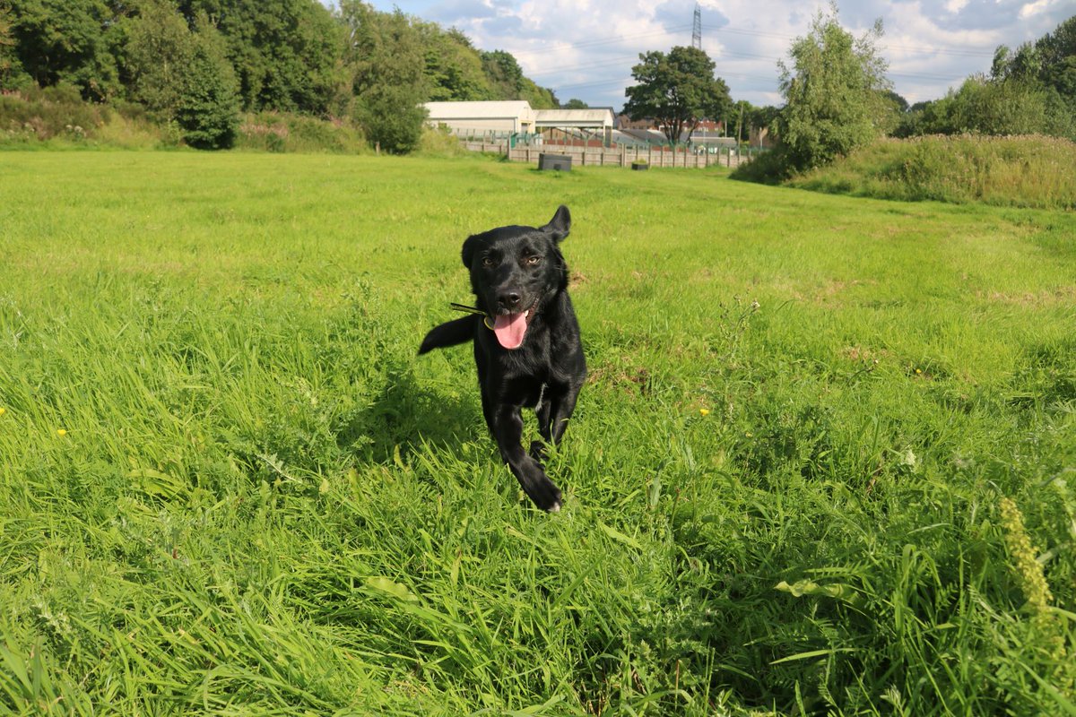 Rambo is running towards the weekend like... 🤪 Rambo is a playful pup but he can be a very worried boy so he is looking for a home in a quiet environment. He would be best suited to a family who are hands off initially and happy to help him settle in to a home. #fridayfeeling