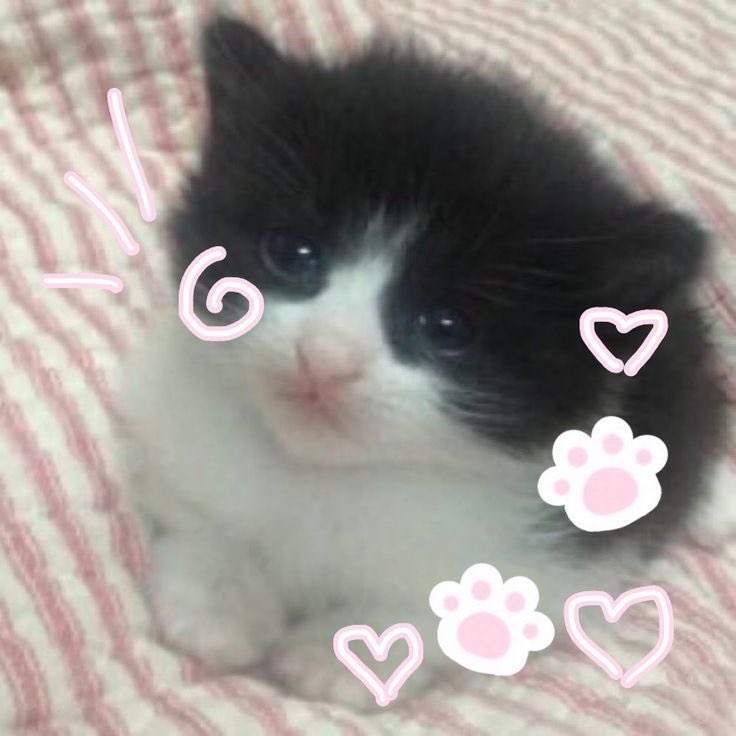 caitlyn #1 kyra LUVER!! tweet media