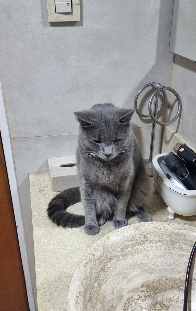 gsbss99's tweet photo. El se despierta y me acompaña al baño todas las mañanas, pero miren lo dormidito que esta 🥲❤️ https://t.co/3ze2IkRXuC