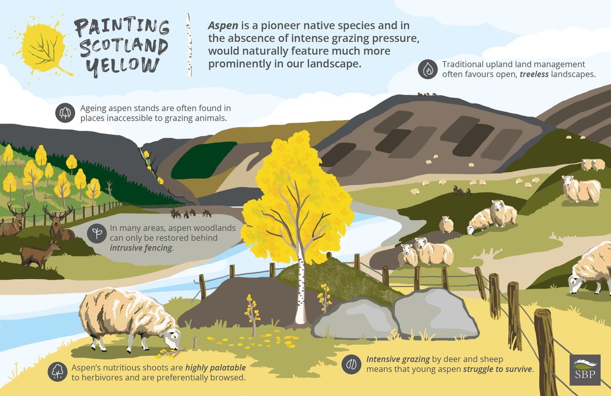 Why is Aspen so common in Norway but so rare in #Scotland? It's all to do with how we manage our landscapes. With intensive grazing and regular burning the norm in Scotland, all trees struggle to get re-established, especially palatable species like Aspen. #PaintingScotlandYellow