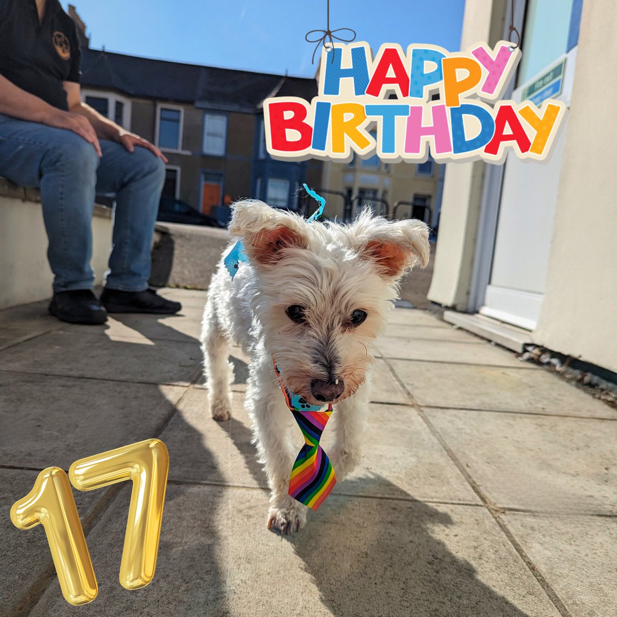 CinnamonTrust's tweet image. Happy Birthday to our most senior member of staff, Ted! Ted is 17yo today and has had a remarkable journey to get to The Cinnamon Trust HQ. Ted was in fact born in Tazmania, some 11000 miles away! We are thrilled to be celebrating his first big day with us in Cornwall. 🎉🎁🤩