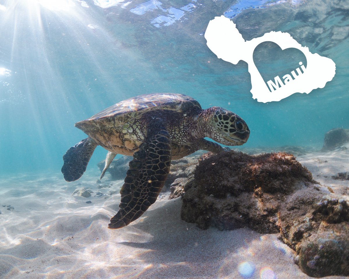 Our thoughts are with the Maui community affected by the fires. This tragedy reaches past the dive community. Times like these, unity is our strength as we come together to support those in need. Those able to help, can find a verified donation link 👇️
hawaiicommunityfoundation.org/maui-strong