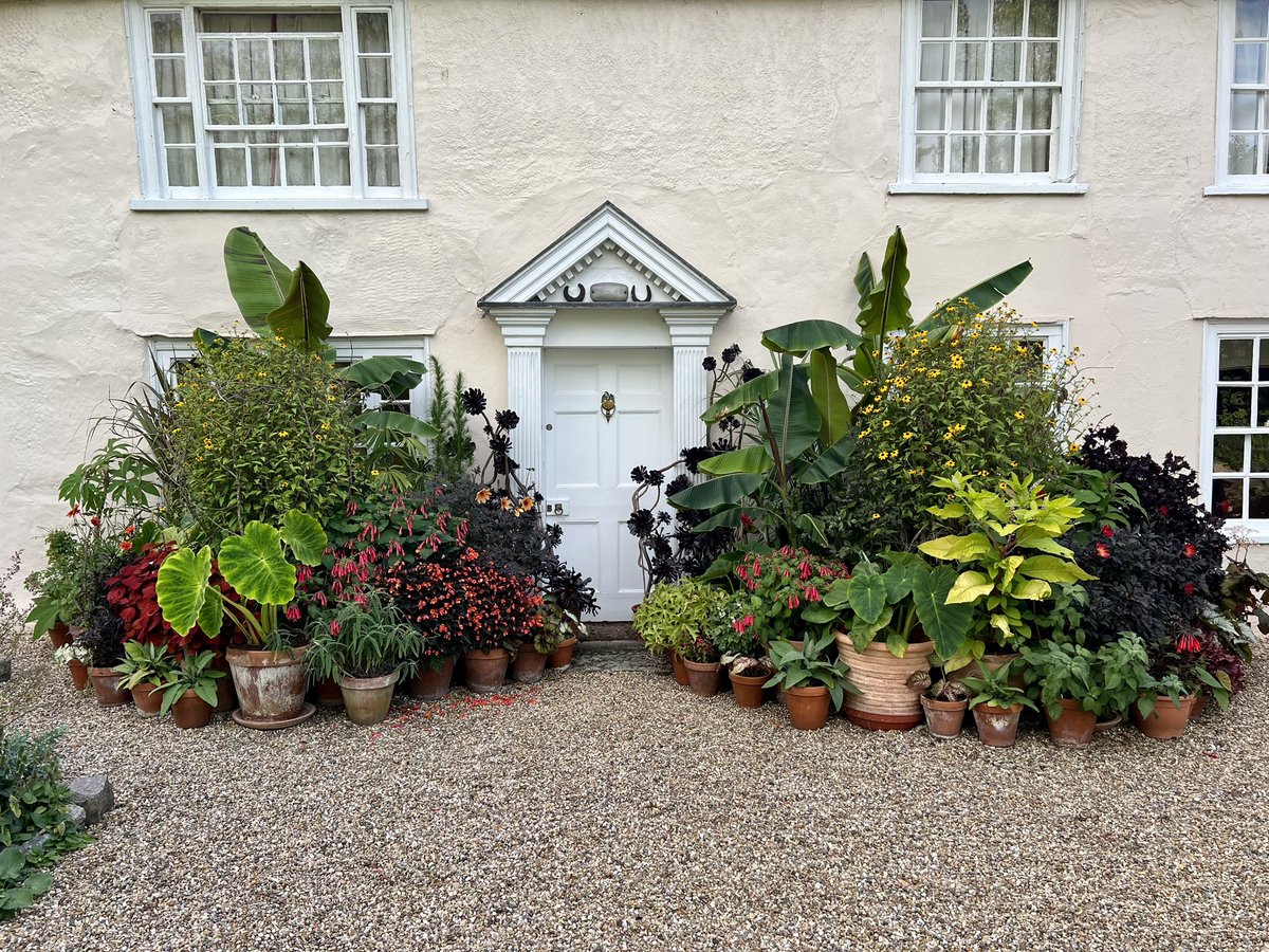 Yesterday @MattOliver87 and I had an enjoyable half morning tweaking the front door pot display. Removed dahlias and added fresh ones plus Colocasias and Xanthosoms that have been slow to get going this year. Come and see at our @NGSOpenGardens Bank Holiday Monday, 1st Sept