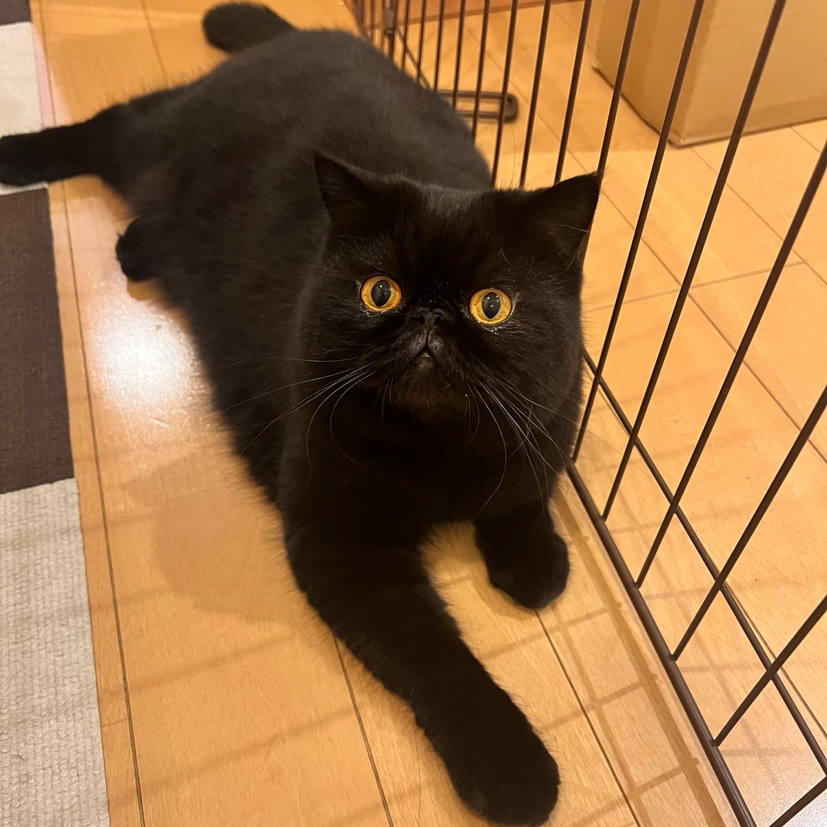 jazz_model's tweet image. 8月17日は「#黒猫感謝の日」だったそですね😳

1日遅れですが、弊社のくろまる様をお納めください。

かなり貫禄出てきました😎

#看板猫 
#猫がいる事務所 
#ジャズモデルエージェンシー 
#猫 #猫好きさんと繋がりたい 
#猫のいる暮らし 
#エキゾチックショートヘア 
#くろまる #吾輩は猫である