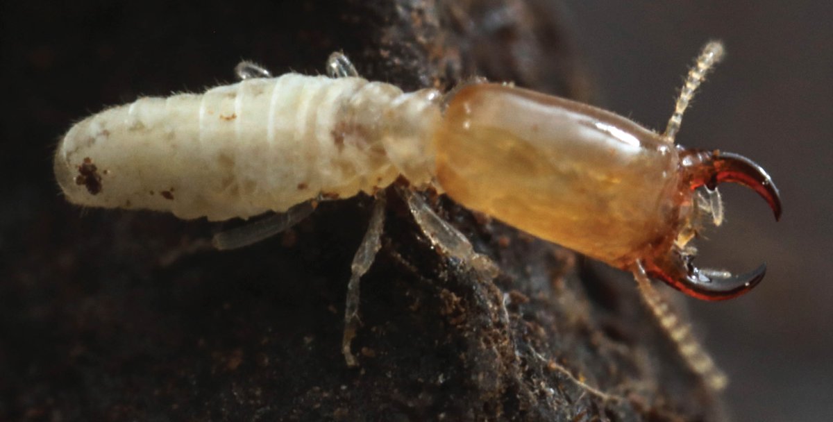 A significant achievement was accomplished by the international research team from FTA. Based on newly-collected material from Cameroon, scientists have described a new termite subfamily. More info here: t.ly/OUIPS <a href="/CZU/">‏𝔽 𝔸 𝕊 ’</a> #science #research