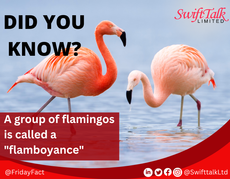 DID YOU KNOW?

A group of flamingos is called a 'flamboyance' 

#SwiftTalkLtd
#InternetServiceProvider
#FridayFact
#EnablingInternetPoweredServices