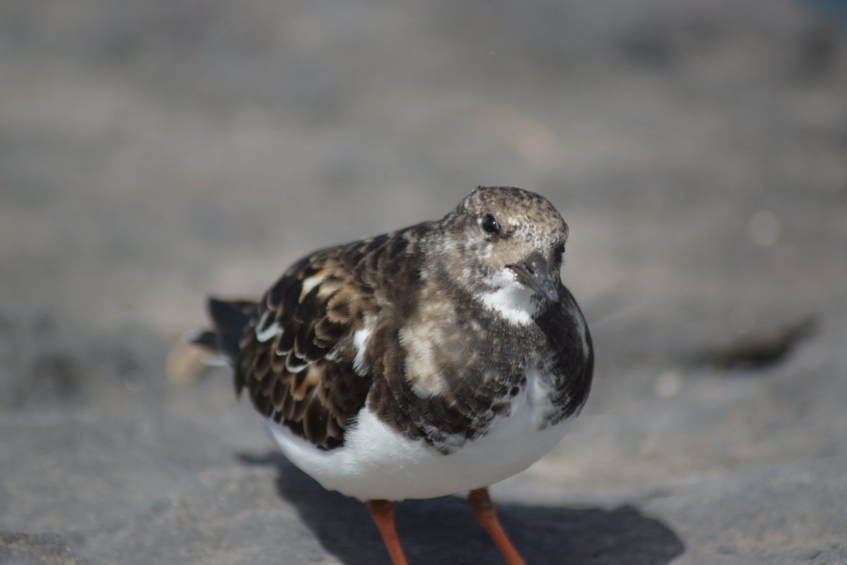 Habitantes costeros de #elmedano