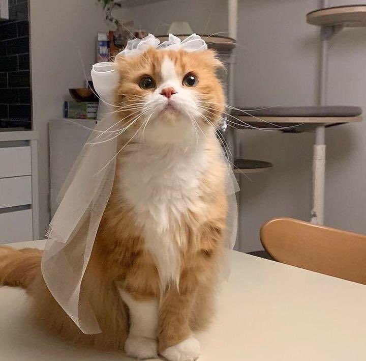 sen miyav diyince bende evleniriz sandım ...