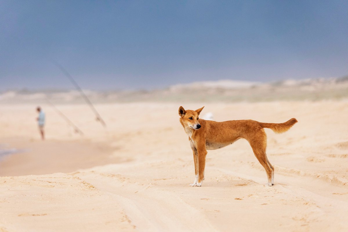 Neil Jordan (@hwconflict) on Twitter photo New #PhD opportunity on #dingo #ecology & #wildlifemanagement <a href="/CES_UNSW/">Ecosystem Science</a> within the Myall Lakes Dingo/Dapin Project. Incredible species, topics & study site in Worimi country on the NSW coast. Details: tinyurl.com/29y25fh9 #conservation #humanwildlifeconflict #movementecology New #PhD opportunity on #dingo #ecology & #wildlifemanagement <a href="/CES_UNSW/">Ecosystem Science</a> within the Myall Lakes Dingo/Dapin Project. Incredible species, topics & study site in Worimi country on the NSW coast. Details: tinyurl.com/29y25fh9 #conservation #humanwildlifeconflict #movementecology