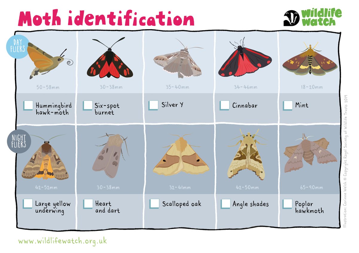With around 2,500 species of moth in the UK, there are loads for you to spot! 🔍 wildlifetrusts.org/identify-moths