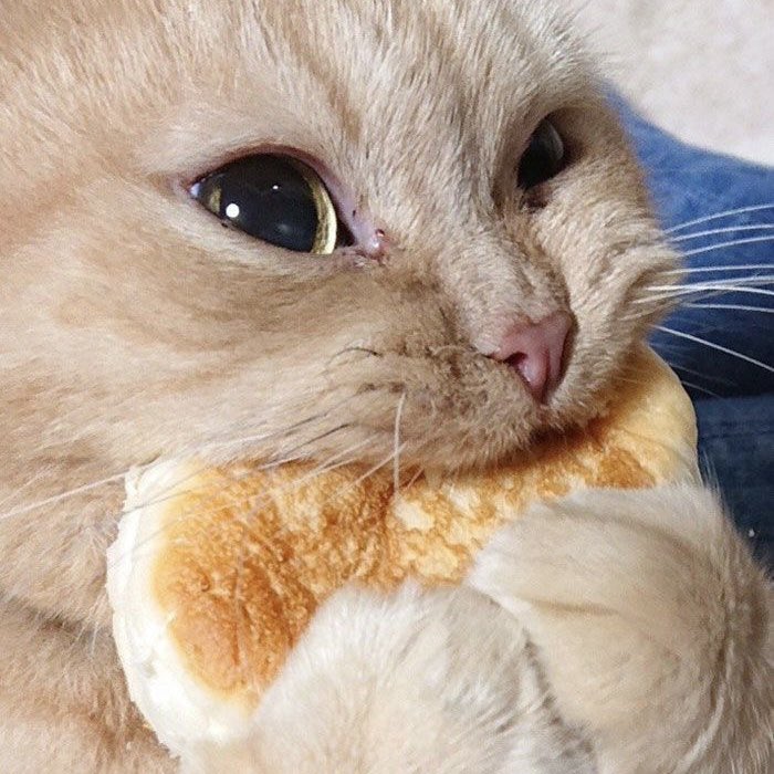 riyangiscat's tweet photo. https://t.co/LEwaw9tZ4j
