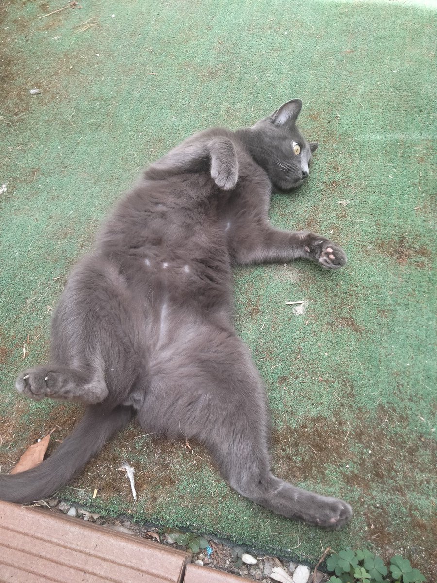El tigre de Tijuana tweet media