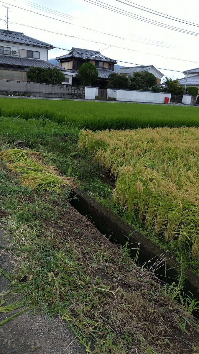 今日は、５時から台風でよけてた船をとってきての、すま刈り
７時半から仕事にいき愛媛まで・・・