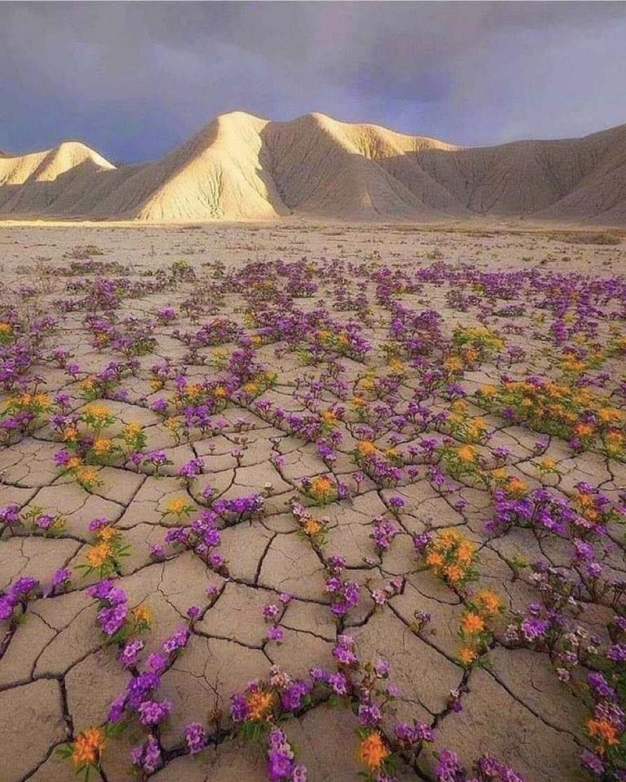 fiori nel deserto dello Utah, un
fenomeno che si ripete ogni 5/10 anni