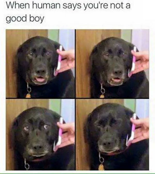 Doggo Tweets tweet media