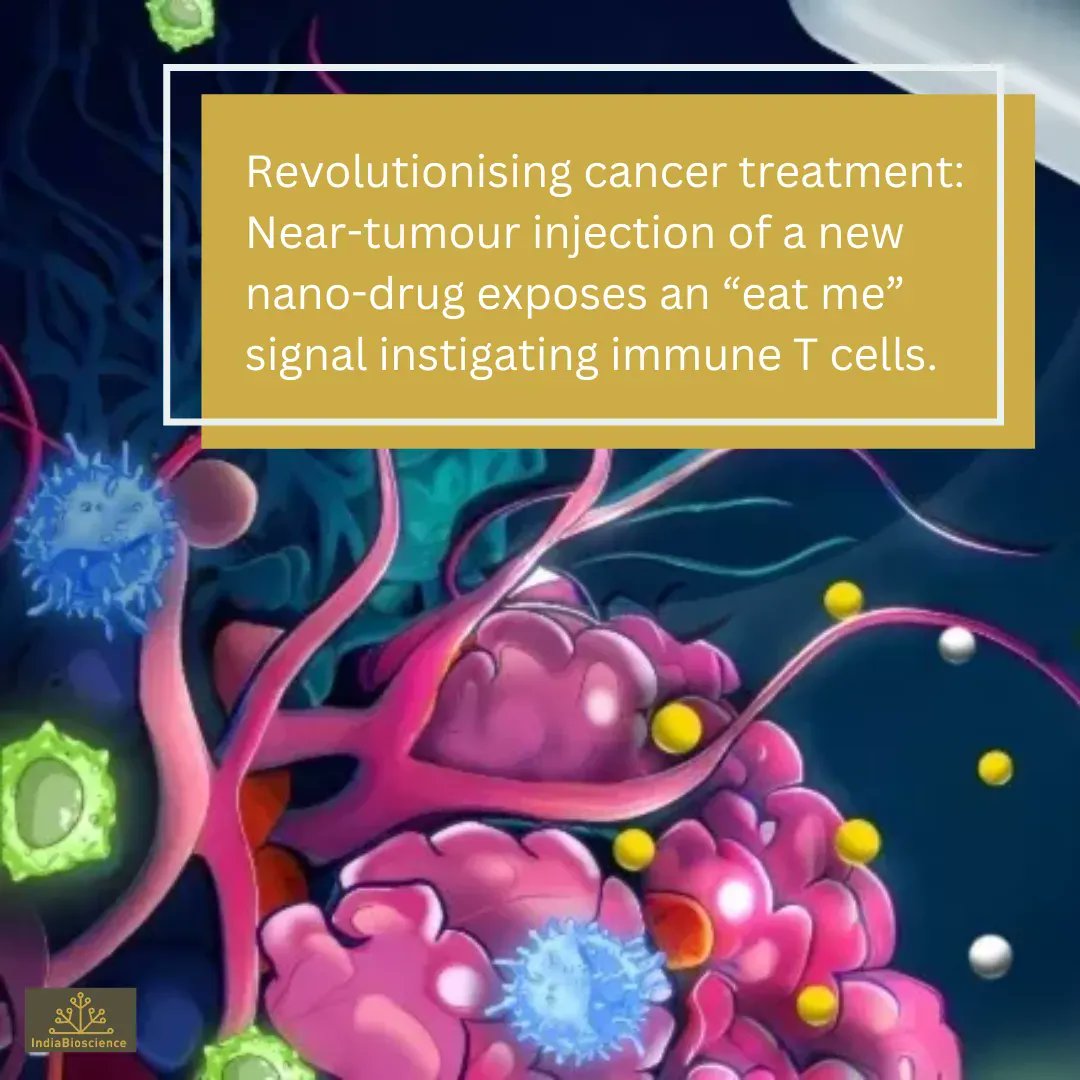 IndiaBioscience.org (@indiabioscience) on Twitter photo 👩🔬Researchers from <a href="/unescorcb/">RCB</a> and <a href="/AmityGurgaon/">Amity University Gurugram</a> have crafted a cutting-edge hydrogel-based drug delivery system, with the power to target tumours directly and reduce toxicity. 🎯🔬
Read: buff.ly/3QKdj90
Illustration Credits: <a href="/Animated_Kar/">Animesh Kar</a> 👩🔬Researchers from <a href="/unescorcb/">RCB</a> and <a href="/AmityGurgaon/">Amity University Gurugram</a> have crafted a cutting-edge hydrogel-based drug delivery system, with the power to target tumours directly and reduce toxicity. 🎯🔬
Read: buff.ly/3QKdj90
Illustration Credits: <a href="/Animated_Kar/">Animesh Kar</a>