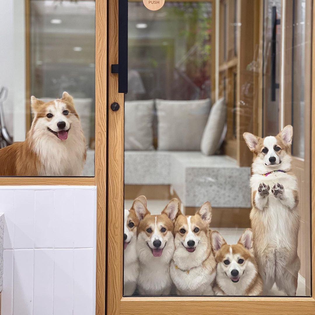 CorgiLoverClub2's tweet photo. I Love Corgi...
#CorgiCrew #Corgi #corgilover #Corgipupies https://t.co/7xOeZ1DXtn