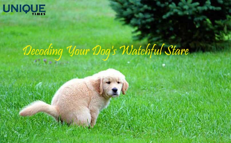 Canine Communication: Decoding Your Dog's Watchful Stare

Know more: uniquetimes.org/canine-communi…

#uniquetimes #LatestNews #caninecommunication #doghumanbond #animalinstincts #watchfulstare