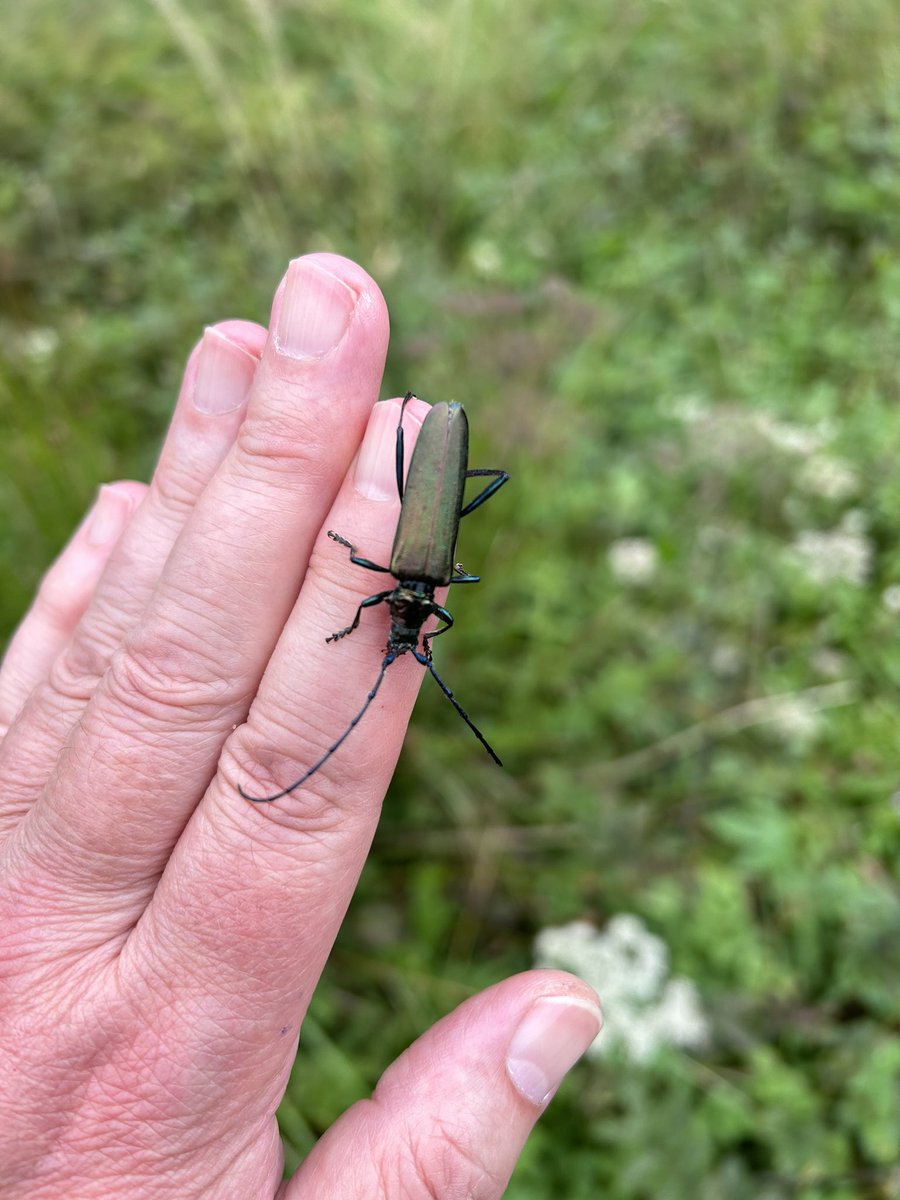 Aromia moschata remains a rare longhorn beetle in Scotland so it was fantastic to find three on Angelica in fen woodland at Glenlee (VC73) this week - a very large and impressive creature @NLonghornRS @swseic