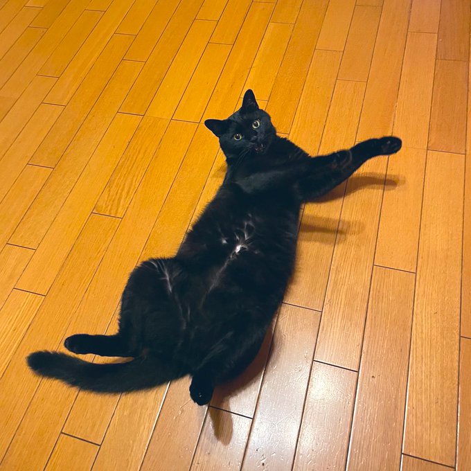 黒猫感謝の日終わっちゃったの舞 