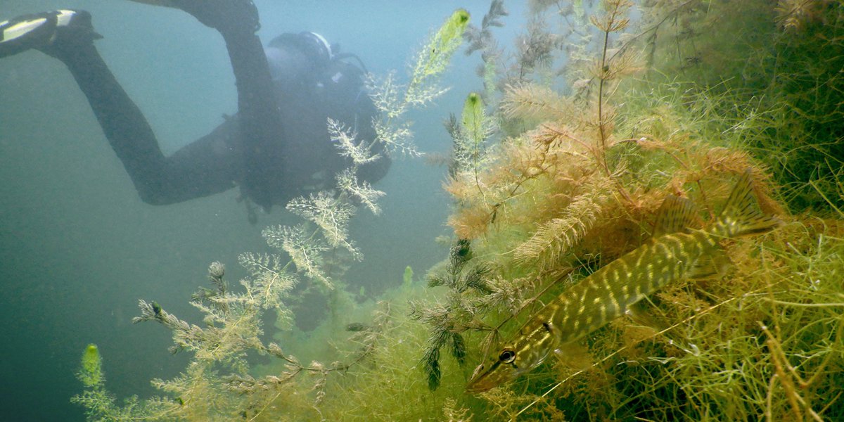 📢 Look beneath the surface! 🌊🌿New process-based modelling study reveals how future changes will affect the species richness of freshwater macrophytes. Read the full story in the @Oikos_Journal at doi.org/10.1111/oik.09…