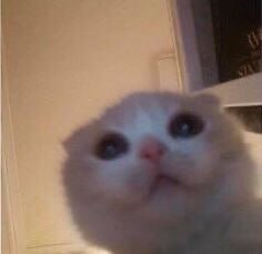 CattoToken's tweet photo. meowing the $CATTO, im hapi hapi 🐈 https://t.co/ds9QugVvtQ
