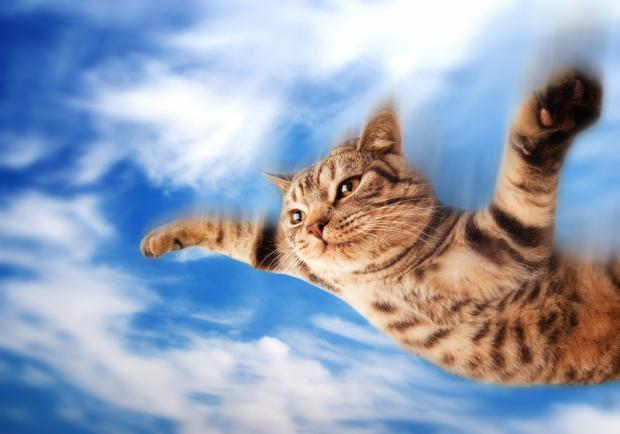 CattoToken's tweet photo. $CATTO TO THE MOEWWWWWWW https://t.co/VPjIjrBGBr