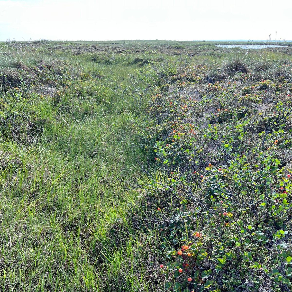 Austrian Polar Research Institute tweet media