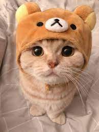 CattoToken's tweet photo. DONT MISS THE DIP ON $CATTO https://t.co/naNW6MKrwf