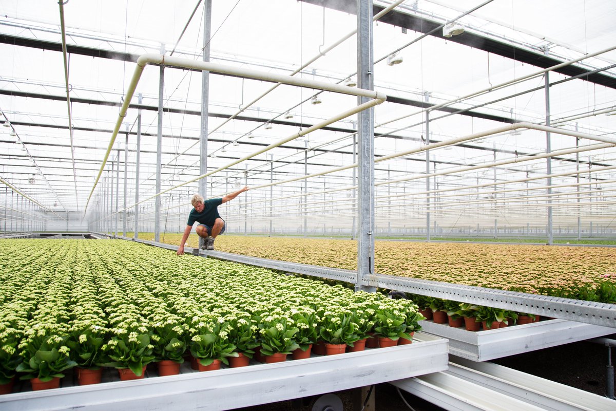 Wist je dat KP Holland is aangesloten op het <a href="/TriasWestland/">Trias Westland</a> aardwarmte netwerk?

De warmte wordt op 2,3 kilometer diepte uit de aarde gehaald en geleverd aan aangesloten #tuinbouwbedrijven. Zomers halen we zelfs 100% van ons warmtegebruik uit #aardwarmte!