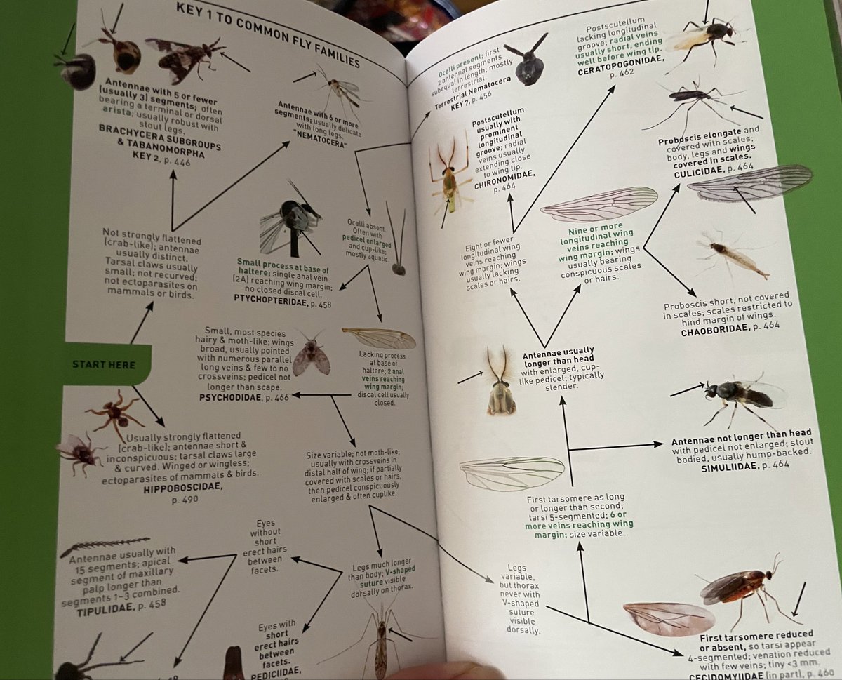 Dr Erica McAlister (@flygirlnhm) on Twitter photo New field guide to Insects of North America by <a href="/PrincetonUPress/">Princeton University Press</a> by John & Kendra Abbott
Obvs straight to flies and I LOVE THE SILHOUETTES. Nice graphic of how the major groups relate to each other, & good pictorial key of common families
#book #guide #insects <a href="/EntsocAmerica/">Entomological Society of America</a> New field guide to Insects of North America by <a href="/PrincetonUPress/">Princeton University Press</a> by John & Kendra Abbott
Obvs straight to flies and I LOVE THE SILHOUETTES. Nice graphic of how the major groups relate to each other, & good pictorial key of common families
#book #guide #insects <a href="/EntsocAmerica/">Entomological Society of America</a>