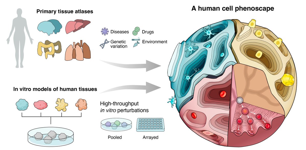 Gray Camp (@graycamplab) on Twitter photo Charting Human Cell Phenoscapes! Can systematic perturbations in human model systems help to define human cell types? Perspective in <a href="/ScienceMagazine/">Science Magazine</a> with <a href="/TreutleinLab/">Treutlein lab</a> <a href="/josch_f/">Jonas (josch1@bsky)</a> <a href="/IHB_Research/">Institute of Human Biology</a> <a href="/ETH_BSSE/">D-BSSE, ETH Zurich</a> science.org/doi/full/10.11… #Organoids #Phenoscaping Charting Human Cell Phenoscapes! Can systematic perturbations in human model systems help to define human cell types? Perspective in <a href="/ScienceMagazine/">Science Magazine</a> with <a href="/TreutleinLab/">Treutlein lab</a> <a href="/josch_f/">Jonas (josch1@bsky)</a> <a href="/IHB_Research/">Institute of Human Biology</a> <a href="/ETH_BSSE/">D-BSSE, ETH Zurich</a> science.org/doi/full/10.11… #Organoids #Phenoscaping