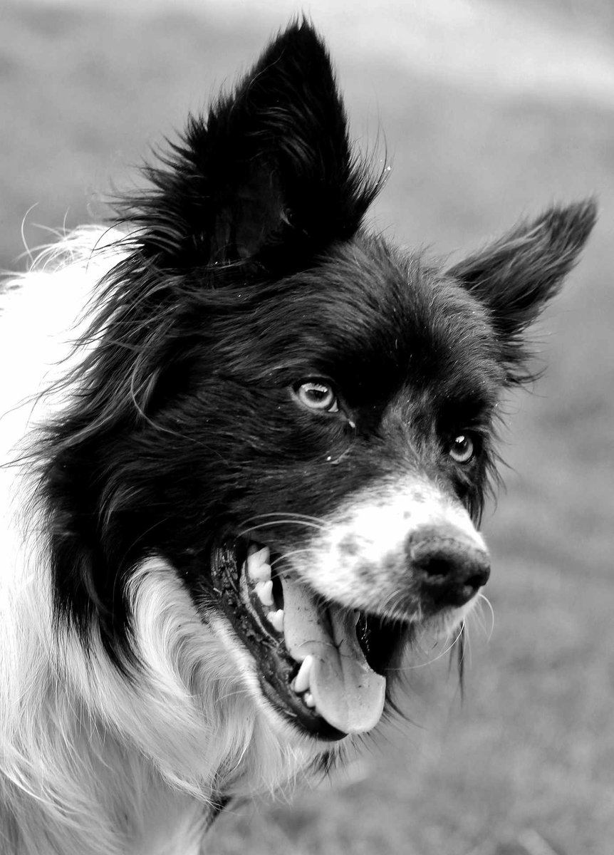 Perfect Pawtraits🐾

#photograghy

#petportraits

#dogsofX

#dogsontwitter