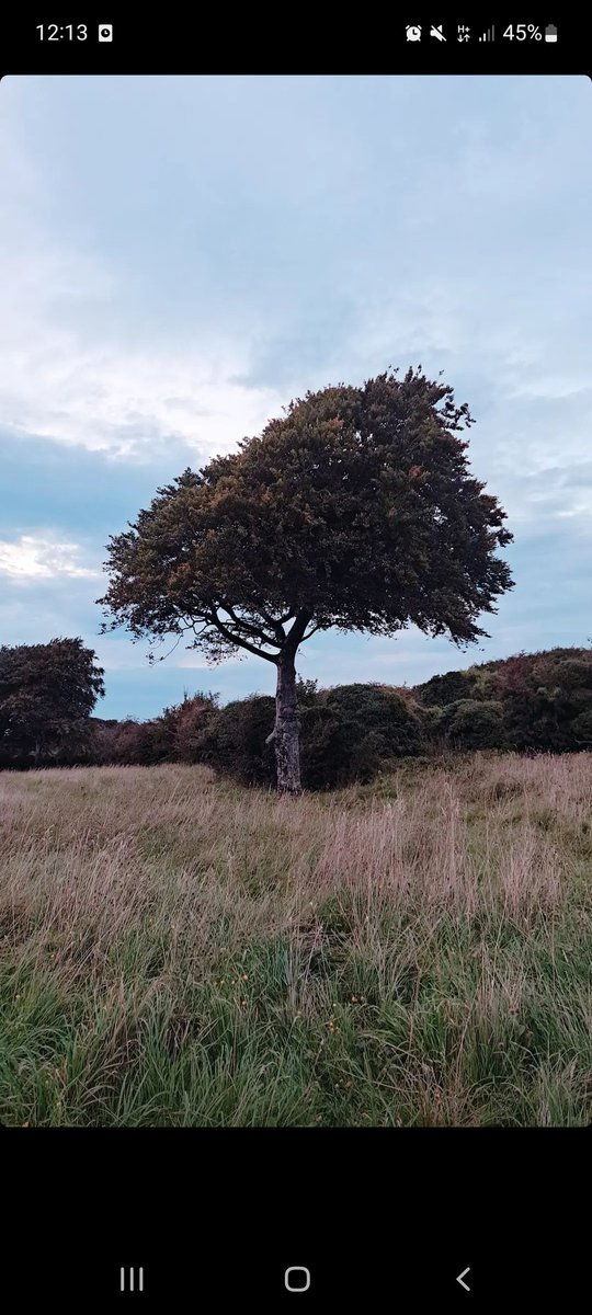 JustJoanne85's tweet photo. Beautiful tree near #MenloCastle @GalwayGaillimh @ThisIsGalway #Galway #August #Tree https://t.co/GH4kedUtLN