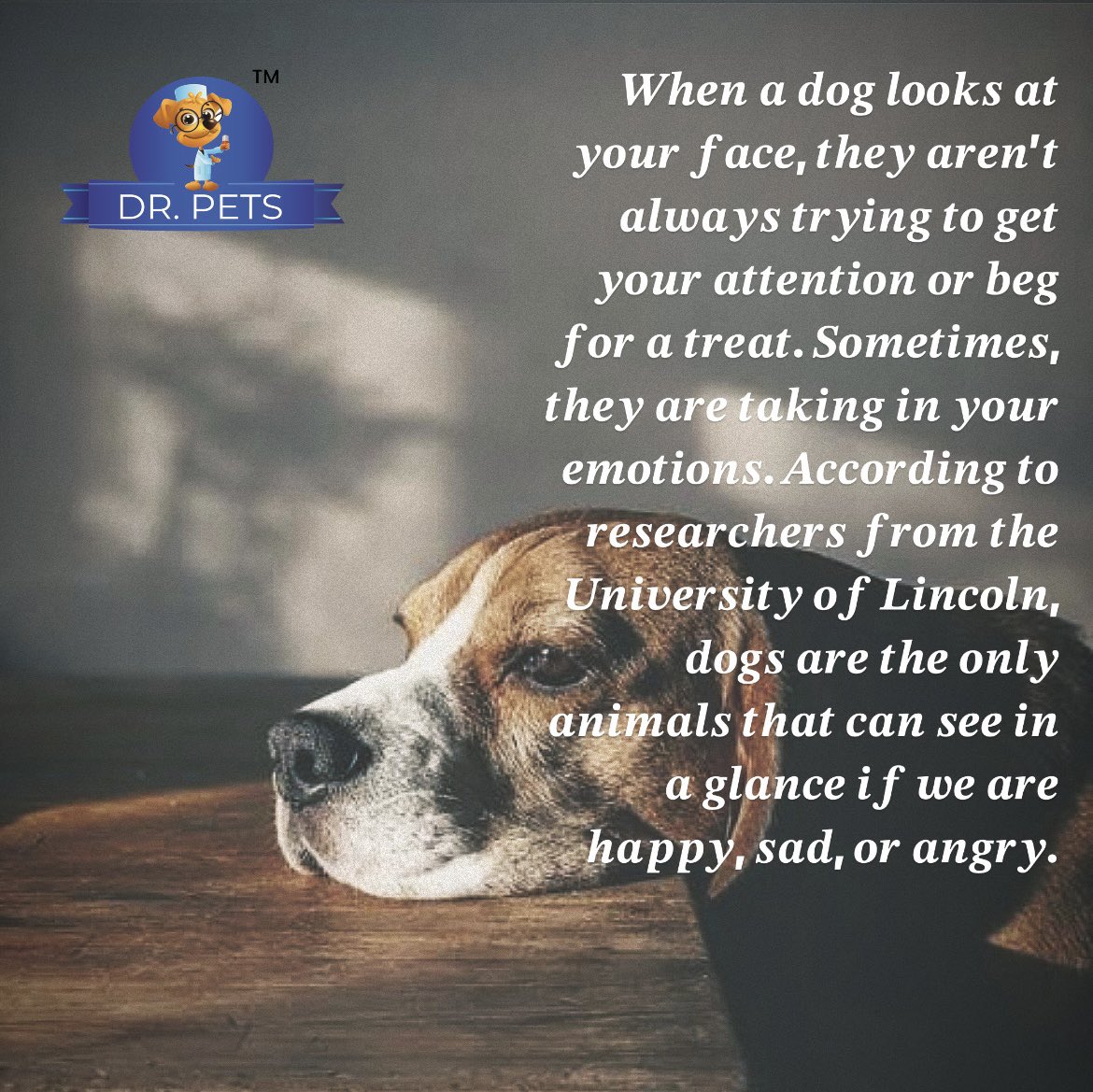 When a dog looks at your face, they aren't always trying to get your attention or beg for a treat. Sometimes, they are taking in your emotions.