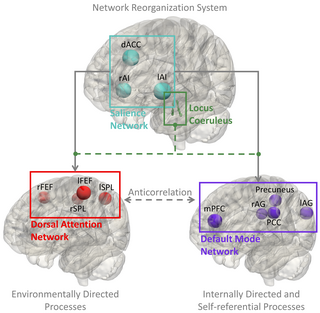 Brain Products (@brain_products) on Twitter photo Single-trial #EEG-informed #fMRI analysis is used here to find regions involved in salient processing during an auditory oddball task. Pupillometry used to track target-evoked responses & correlate with connectivity... doi.org/10.1371/journaβ¦
brainproducts.zohobackstage.com/EEG-fMRI-Atlanβ¦
#fMRIfriday Single-trial #EEG-informed #fMRI analysis is used here to find regions involved in salient processing during an auditory oddball task. Pupillometry used to track target-evoked responses & correlate with connectivity... doi.org/10.1371/journaβ¦
brainproducts.zohobackstage.com/EEG-fMRI-Atlanβ¦
#fMRIfriday