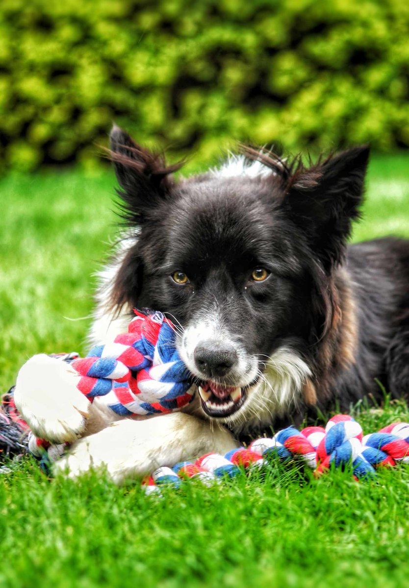 _clareellen's tweet photo. Perfect Pawtraits🐾

#photograghy

#petportraits

#dogsofX

#dogsontwitter https://t.co/Dmt2unKm9P