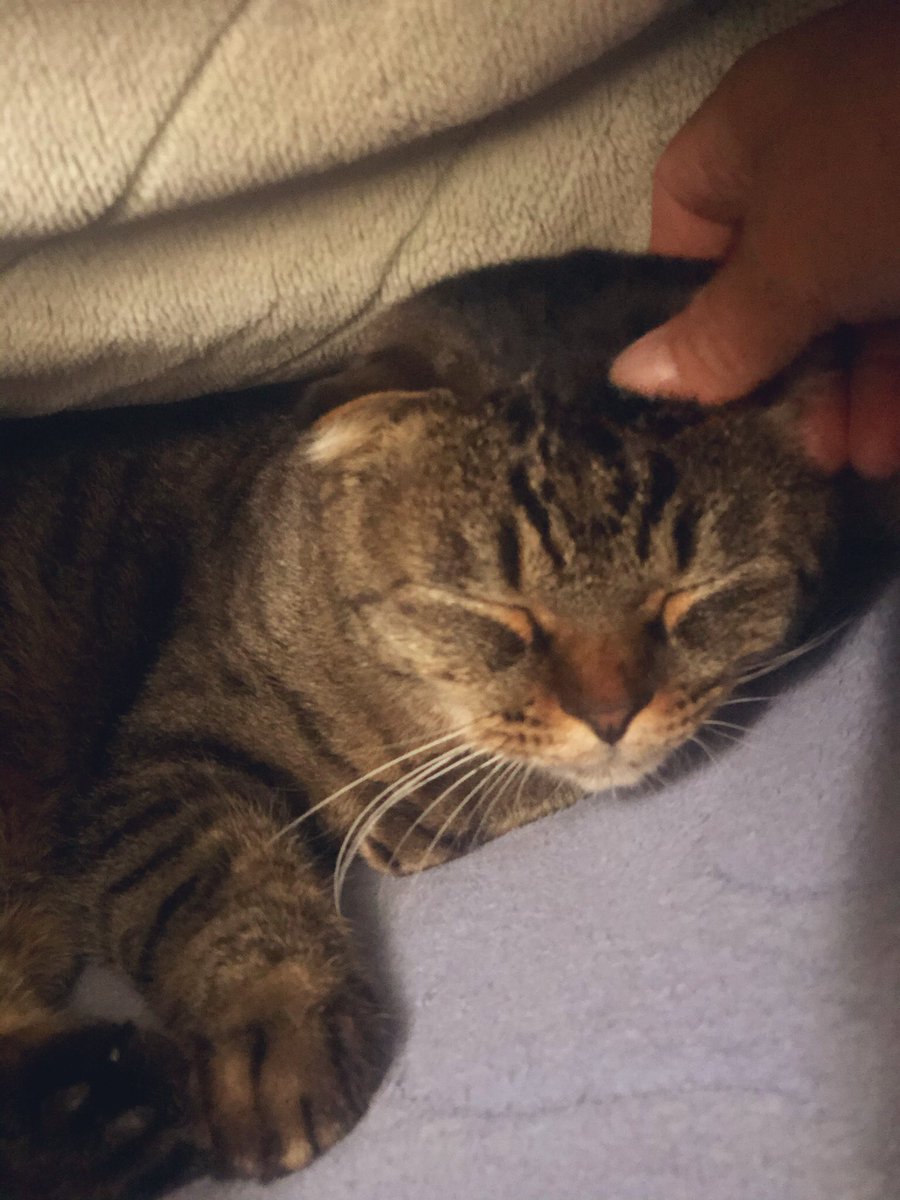 足元を暖めてくれるが、
いつも不機嫌な表情の
「うちのデキる猫」🐈‍⬛

@dekineko_anime
#うちのデキる猫