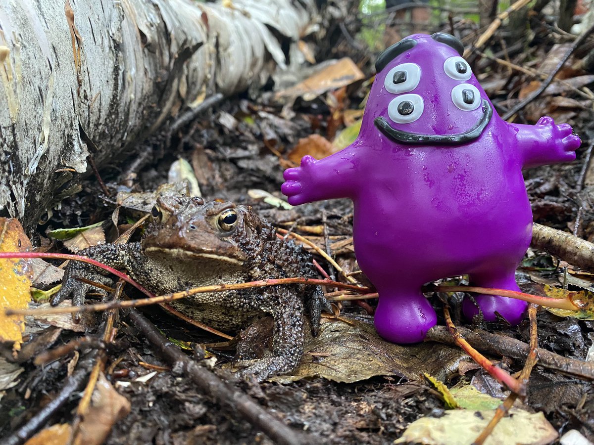 MattsMeteors's tweet image. Grimace and 🐸 on the Maine AT for 3 days #10.2 #BaltimoreStyle