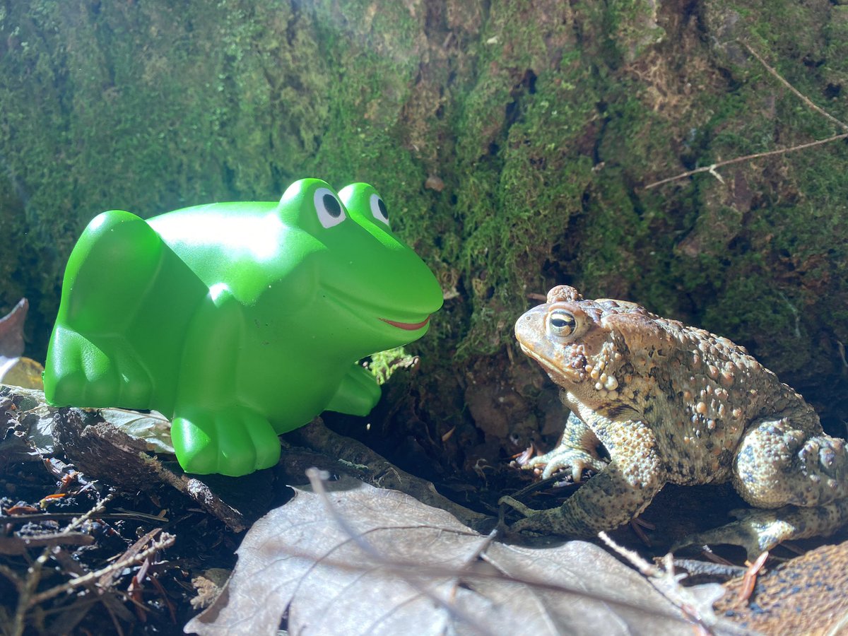 MattsMeteors's tweet image. Grimace and 🐸 on the Maine AT for 3 days #10.2 #BaltimoreStyle