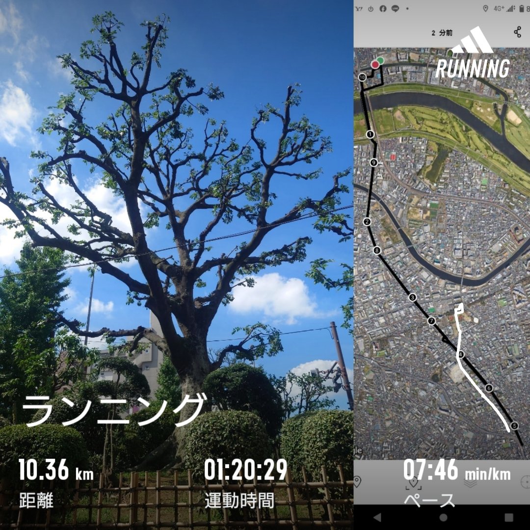 homma_t's tweet photo. ９月初ラン🏃‍♂
ひさしぶりに #中山道 を #清水町交番 まで。
#志村一里塚 の木、ずいぶん短く刈られていました🌳
#run #running #saterdayrun #septemberrun #route17 #nakasendo https://t.co/BMp1R7pTqk