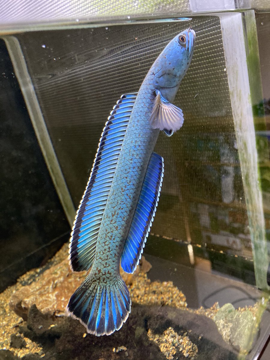 chan7.sp (@zom24351560) / Posts / X