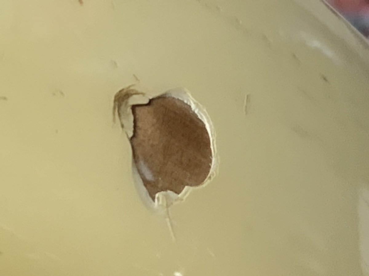 jc893jpn's tweet image. Fender MasterGrade ストラト
マスグレは塗装が薄いという謳い文句ですがそれ程薄くはない
ある工房に出してから弾かなくなってしまったがジョイント穴を少し広げて組み直したところ鳴りが激変
どうも工房がパテ埋めしていたようで鳴りが半減していたみたい

#Fender #mastergrade  #stratocaster