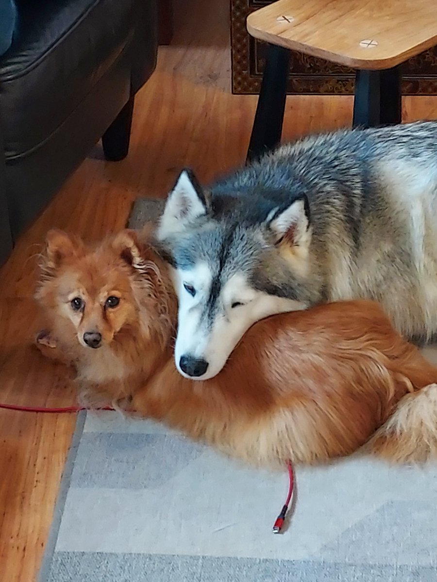 Cooper likes to use his sister as a pillow.