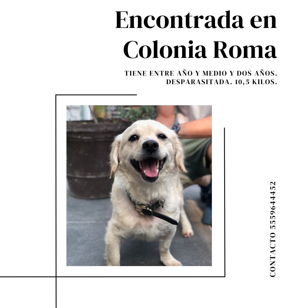 LaRomaMex's tweet photo. ‼️🐕#Perrita #Extraviada en #LaRoma ayuda con difusión para que vuelva a casa 🐕‼️ https://t.co/cV6Kz1KqnU