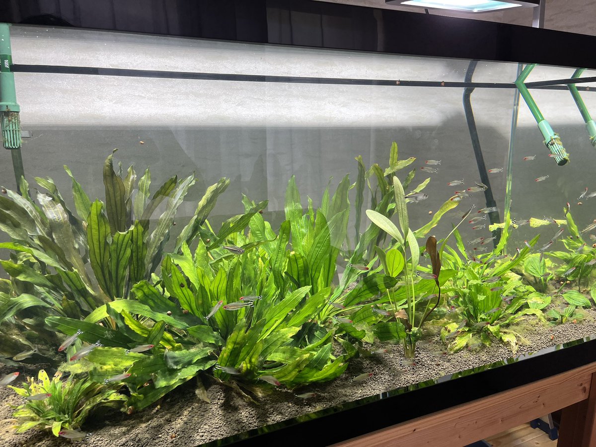 120cm水槽。 座標軸をセンタープランツに据えたが、周りの成長が早く