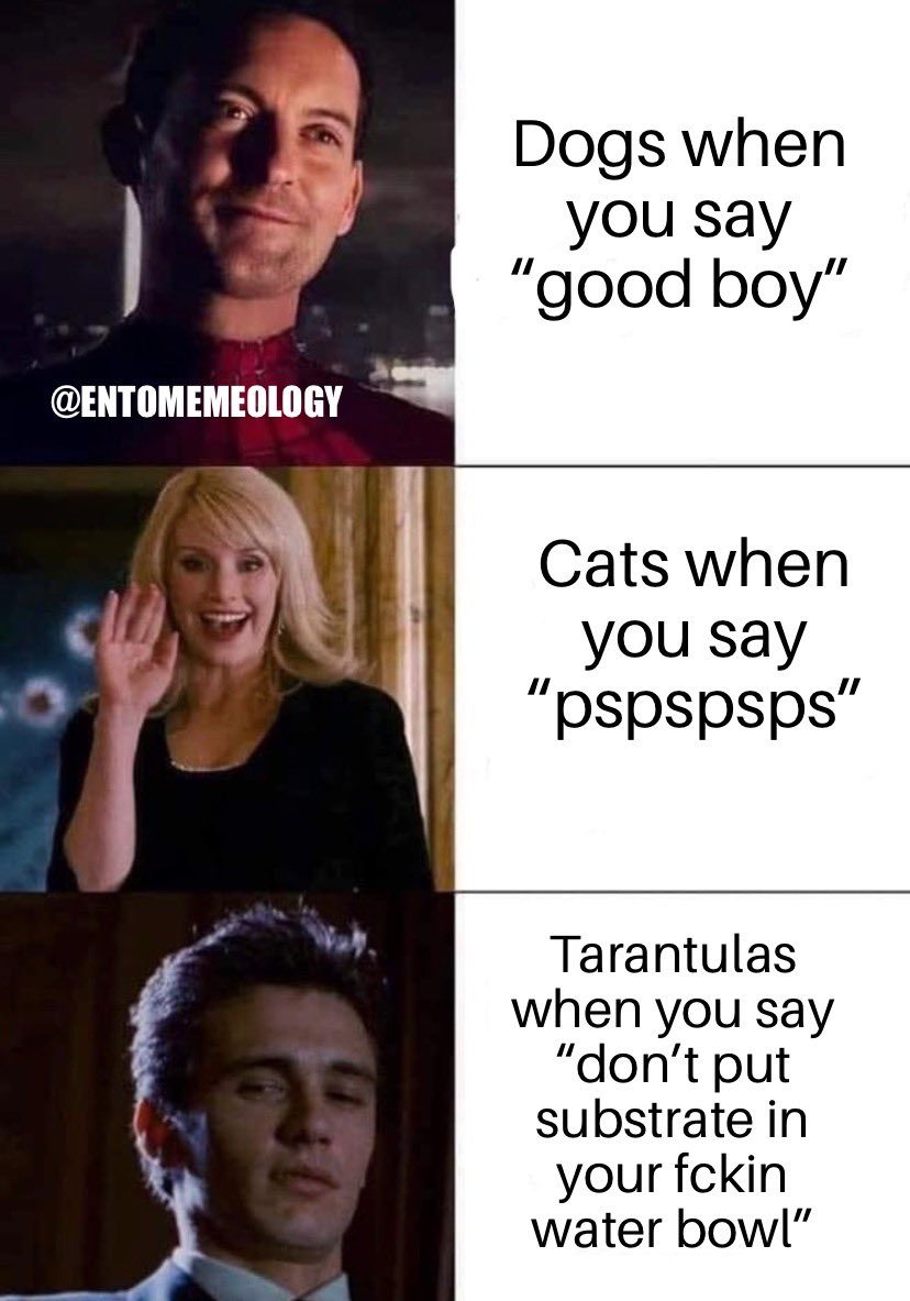 entomemeology's tweet photo. #entomemeology #entomology #tarantulas #tarantulamemes https://t.co/aC6XwQaBe2