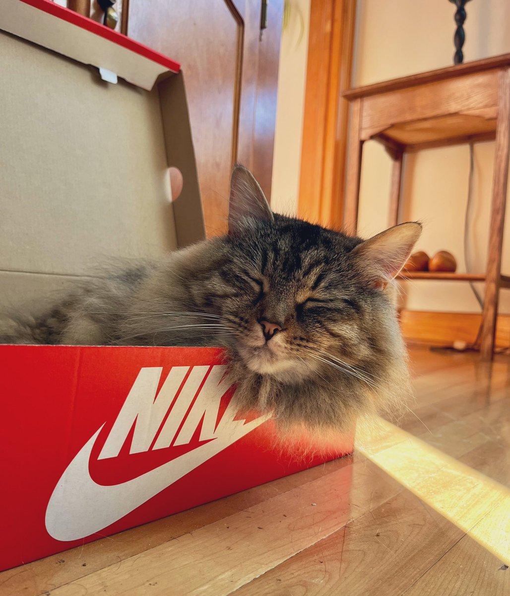 The Floof in her happy place #floofycat #CatsOfTwitter #catsinboxes