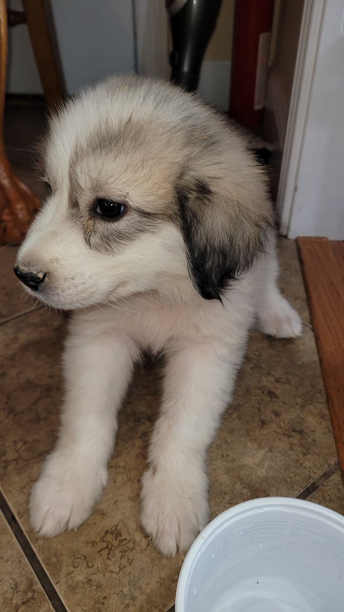 ETColCarter's tweet image. New Pup!
